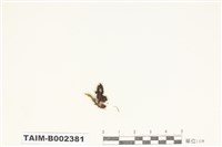 藏品(砂苔屬)的圖片